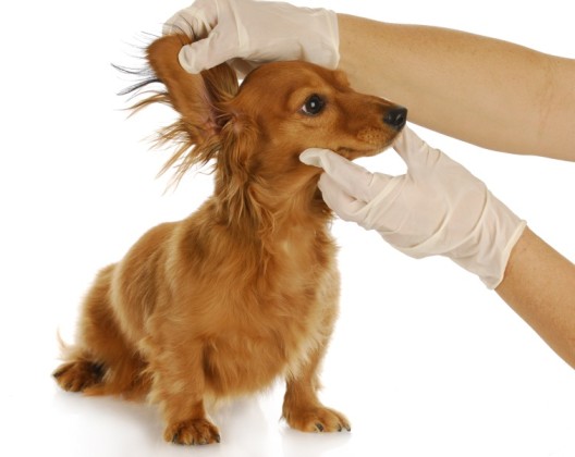 dachshund getting ears examined by a veterinarian with reflection on white background