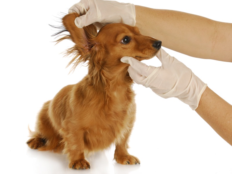 dachshund getting ears examined by a veterinarian with reflection on white background